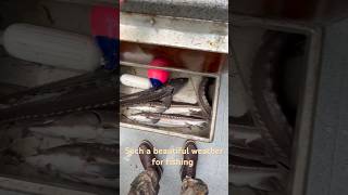 2024 sturgeon season was a amazing season fishing columbiariver fish sturgeonfishing [upl. by Ttesil405]