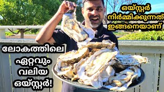 Biggest Oysters of the world  ലോകത്തിലെ ഏറ്റവും വലിയ ഒയ്സ്റ്റർ ഉണ്ടാക്കുന്നത് ഇങ്ങനെ [upl. by Barra]