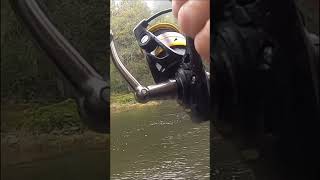 Oregon Salmon Fishing November Chinook Chromers in a Coastal River 2023 [upl. by Shandy]