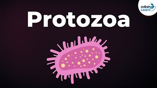 Introduction to Protozoa  Microorganisms  Biology  Dont Memorise [upl. by Aloivaf]