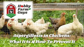 Aspergillosis What It Is amp How To Prevent It In Your Chickens [upl. by Ring201]