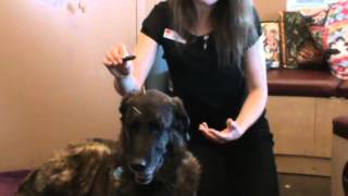 Calgary Acupuncture Veterinarian shows moxibustion treatment to pets [upl. by Ibloc]