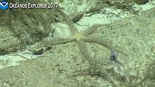 NOAA May 05  Brittle star catches a Squid [upl. by Notac]