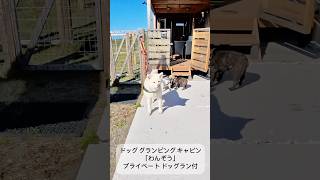 秋田犬タムとグランピング：「わんぞう」はプライベートドッグラン付 [upl. by Ayanej]