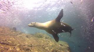 La Paz diving with Sea Lions 2018 [upl. by Jayne]