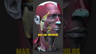 Que es la asimetria facial jawline chewing atractivo mandibula mewing asimetria [upl. by Irvine]