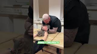 Animals Chiropractic 💚💚💚asmr cat dogshorts katze foryou animals chiropractic [upl. by Aniz]