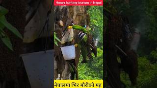 नेपाली भिर माहुरीको मह निकाल्दै बिदेशी। Himalayas honey hunting tourism in Nepal  Bee keeping farm [upl. by Nylkoorb]