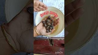 Natural soap Detergent shortsfeed shortsaday soapasmr soapnuts washing harikahomemakes [upl. by Nyberg585]