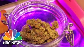 Legalized A Year In The Life Of Colorados Legal Weed Experiment  NBC News [upl. by Yeltrab]