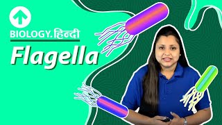 Flagella  Hindi  Biology [upl. by Ama79]