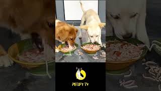 Is Fresh Pets Dog Food the Best for Your Dog🐶puppy dog reaction cute viral shorts reviewpets [upl. by Ahsiat904]