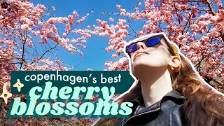 Best CHERRY BLOSSOMS in Copenhagen  Bispebjerg Kirkegård Free Things to do in Copenhagen [upl. by Iruyas]