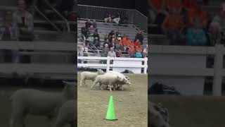 Royal Winter Fair 2024 Sheep Herding Demonstration [upl. by Yung]