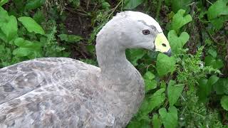 Cape Barren Goose [upl. by Lundquist]