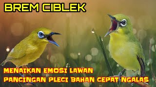 NGEBREM CIBLEK  Menaikan Emosi Lawan Pamcingan Pleci Bahan Cepat Ngalas [upl. by Blandina]