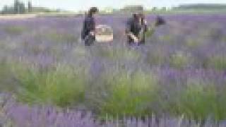 Sequim Washington Lavender Festival [upl. by Aynos]