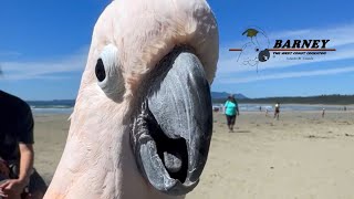 Were at the beach Hello Barney 🧡🦖 [upl. by Silsby720]