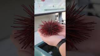 Red Sea Urchin Reproductive Strategy  Telonicher Marine Lab seaurchin uni echinodermata [upl. by Baugh]