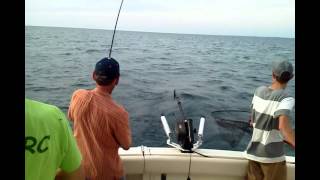 Salmon Fishing Grand Haven [upl. by Ferriter]