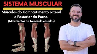 MÚSCULOS DO COMPARTIMENTO LATERAL E POSTERIOR DA PERNA MOVIMENTOS DO TORNOZELO E DEDOS anatomy [upl. by Humpage545]