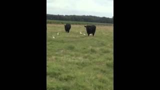 13 RomagnolaAngus Cross Bulls [upl. by Lehmann]