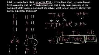 How to calculate Phenotype ratios in tetraploid plants [upl. by Noremak]