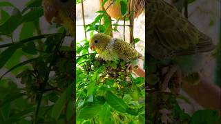 cutebirdspetsaviary shorts birds budgies parrot parakeet lovebirds cockatiel [upl. by Fernandez652]