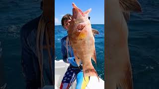 Hogfish for Dinner  SPEARFISHING [upl. by Bick260]