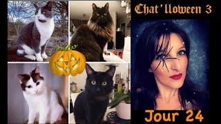 Chat’lloween III 🐈‍⬛ jour 24 [upl. by Charpentier206]