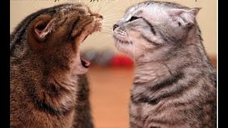 😺 Дорогой не ругайся 🐈 Смешное видео с котами и котятами для хорошего настроения 😸 [upl. by Hagood]