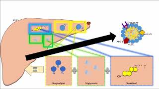 Lipid amp Lipoprotein Processing Part 2  Chylomicron Metabolism [upl. by Julie939]