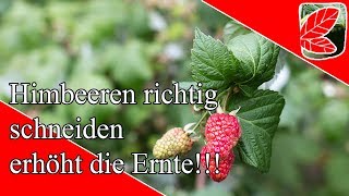 Himbeeren richtig schneiden erhöht die Ernte [upl. by Rossi]