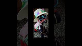 Cute decorated horse art handmadecreation youtubeshorts [upl. by Indira]