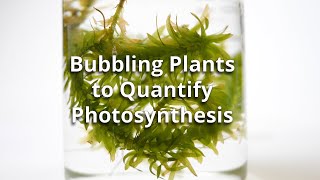 Bubbling Plants Experiment to Quantify Photosynthesis [upl. by Wolfort]