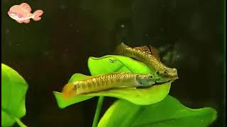 Adorable Stream Goby Fish Crazy [upl. by Gwyneth]