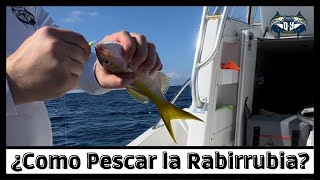 Tutorial Completo Para la Pesca de la Rabirrubias YELLOW TAIL SNAPPER [upl. by Kiryt]