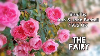 THE FAIRY MINIATURE ROSE plant by Ann amp John BENTALL in UK 1932 Polyantha ミニバラ ザ フェアリー [upl. by Notlrahc]