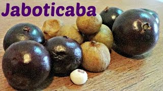 Jaboticaba Comparison  Weird Fruit Explorer  Ep 118 [upl. by Grimaldi]