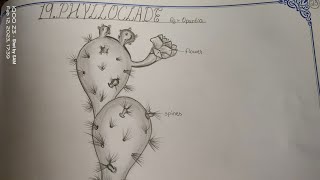 Drawing PHYLLOCLADEOPUNTIA in easy steps TheLefthandedArtist phylloclade opuntia inter [upl. by Yob]