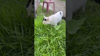 Kucing pemakan rumput kucingcomel kucinglucu kucingimut kucinggemoy fypyoutube fypシ゚ fyp [upl. by Chelsea]