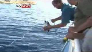 Witness Describes Egypt Shark Attack [upl. by Dibru]