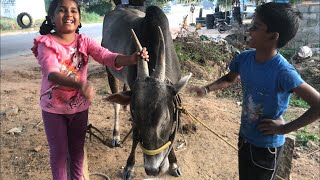 Hallikar bull raising for Jallikattu by Satish Gowda [upl. by Yaras971]