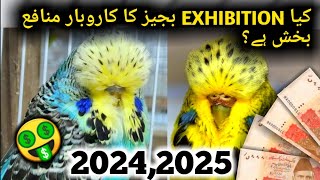 The Extraordinary World of Exhibition Budgies in Pakistan  budgies breeding  exhibition budgies [upl. by Annil746]