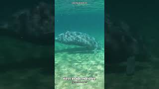 Swimming with West Indian Manatees manatee wildlife animals [upl. by Nidya]