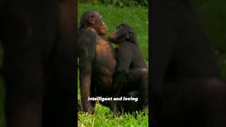 Bonobo  Intelligent and Loving [upl. by Edahs631]