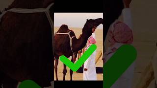 Best Edit ✅ For muslim 🌍🕋 viralvideo Top Trending naat Shorts ytviral New Release IslamicVideo [upl. by Cod]