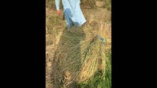 د کلیوال د خواریکښې مبارزه From Fertile Land to Harvest – A Villagers Hardworking Journey [upl. by Raimes797]