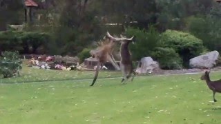 Meanwhile in Australia Three Kangaroos Boxing on New Years Day [upl. by Okiron]