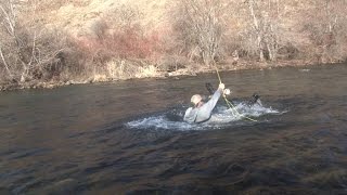 Fishing the Imnaha River in Oregon for Steelhead [upl. by Lakim]